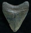Megalodon Tooth - Peace River, FL #6072-2